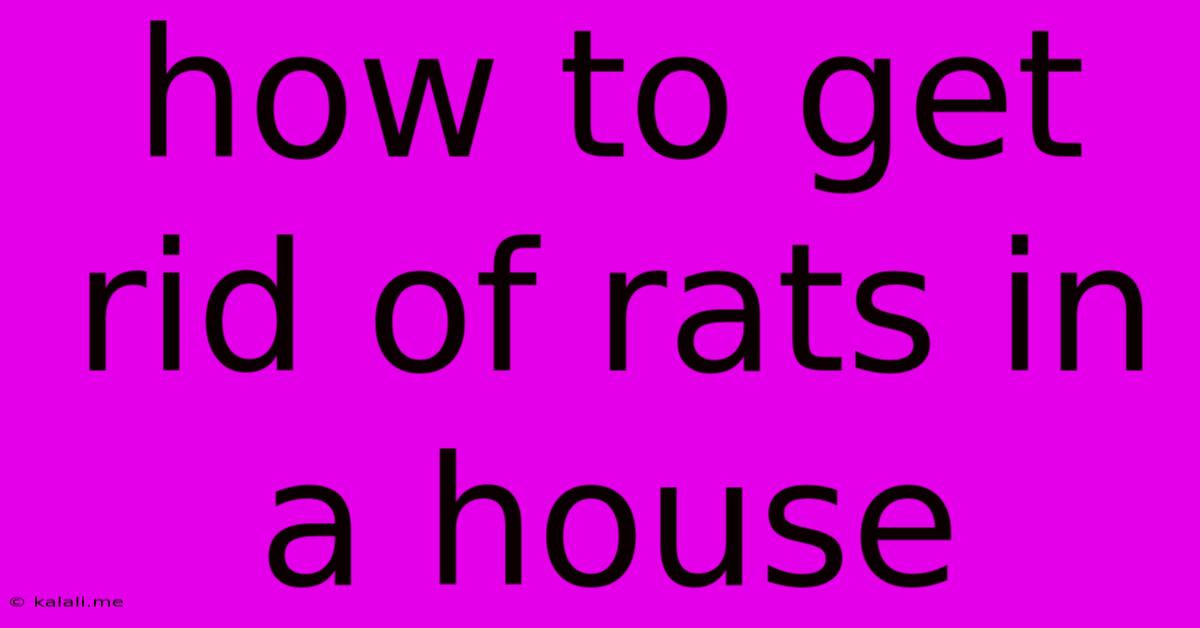 How To Get Rid Of Rats In A House