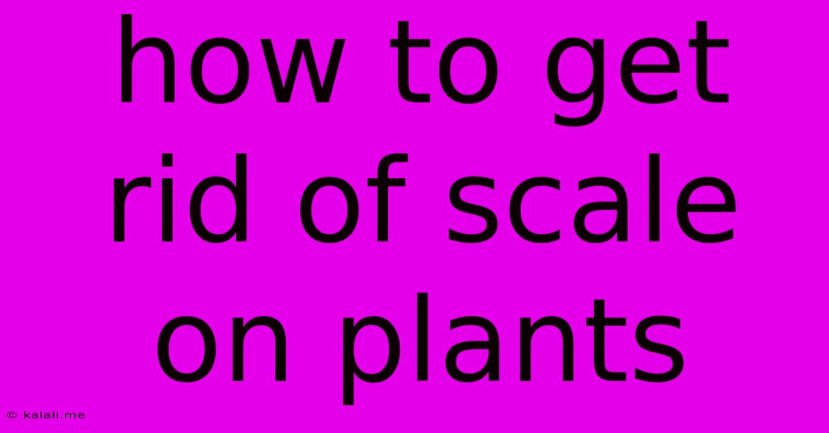 How To Get Rid Of Scale On Plants