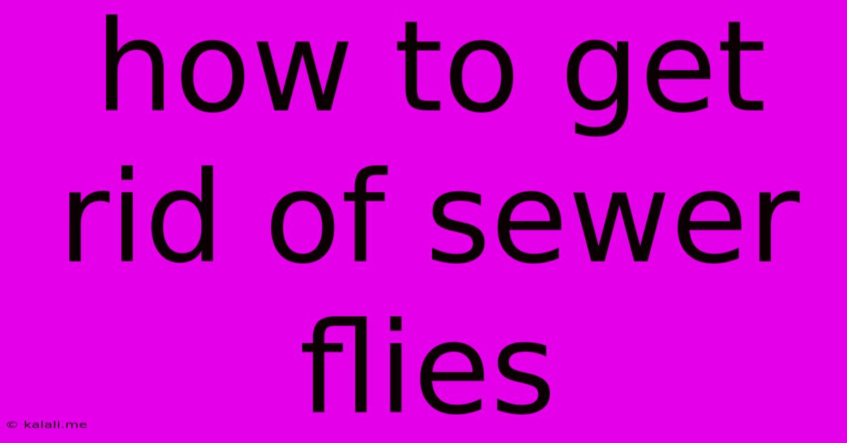 How To Get Rid Of Sewer Flies