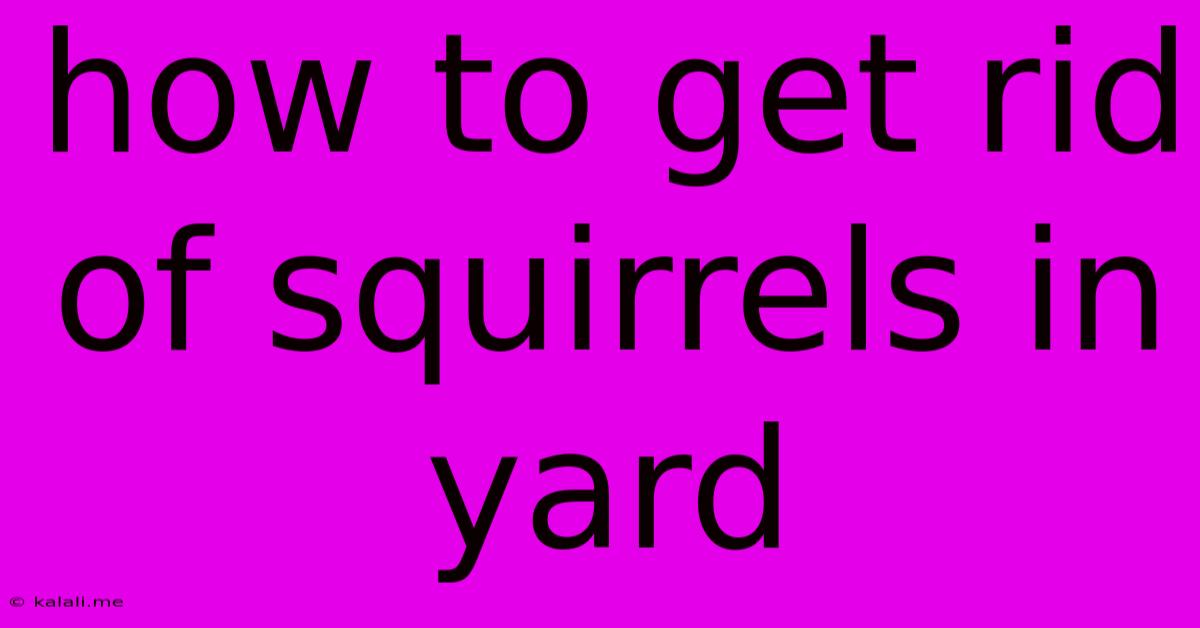 How To Get Rid Of Squirrels In Yard