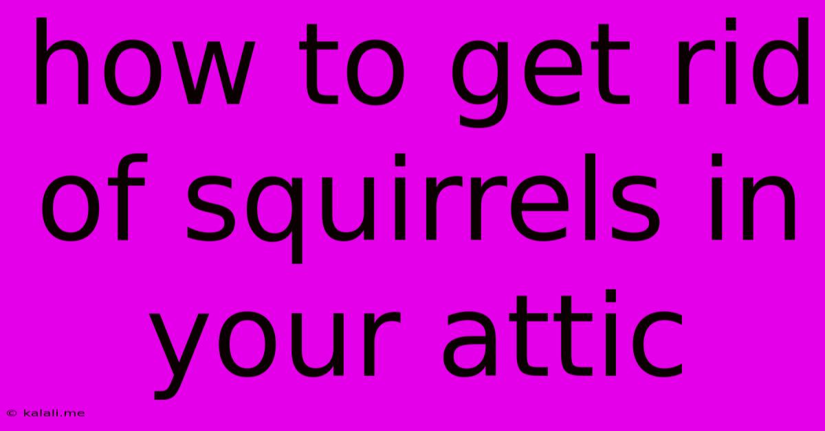 How To Get Rid Of Squirrels In Your Attic