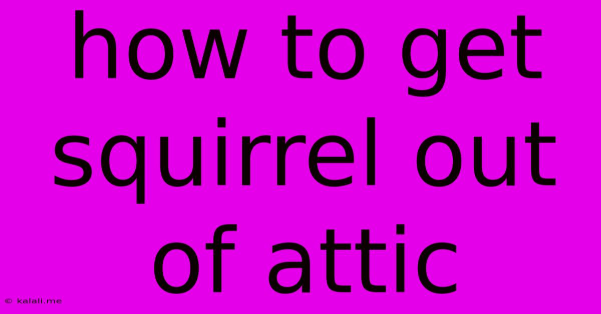 How To Get Squirrel Out Of Attic