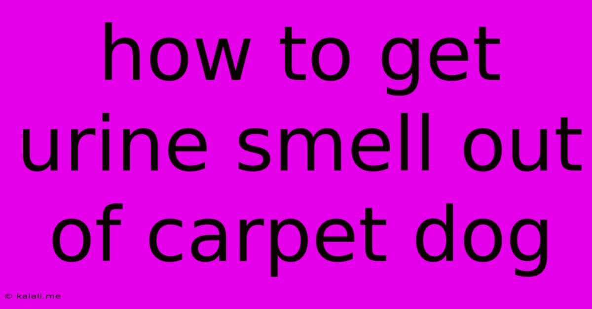 How To Get Urine Smell Out Of Carpet Dog