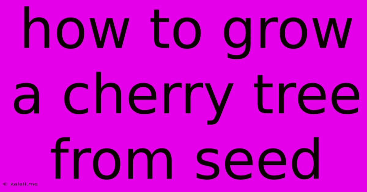 How To Grow A Cherry Tree From Seed