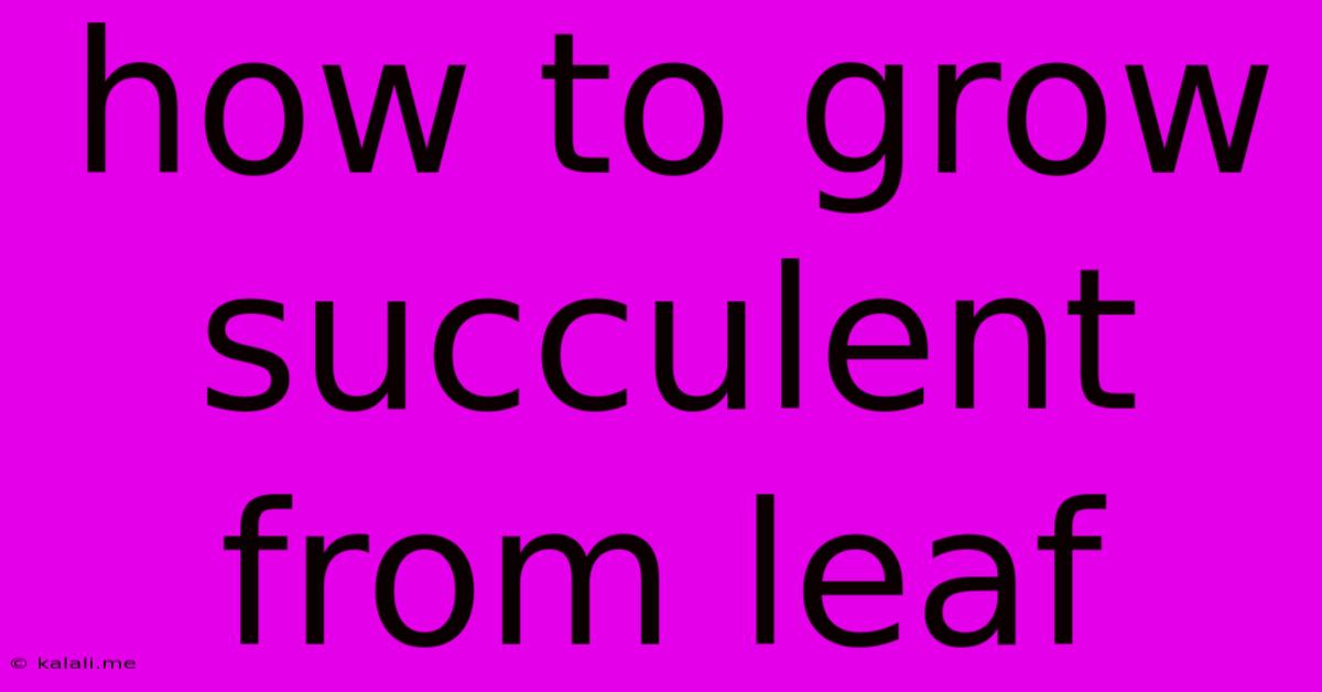 How To Grow Succulent From Leaf