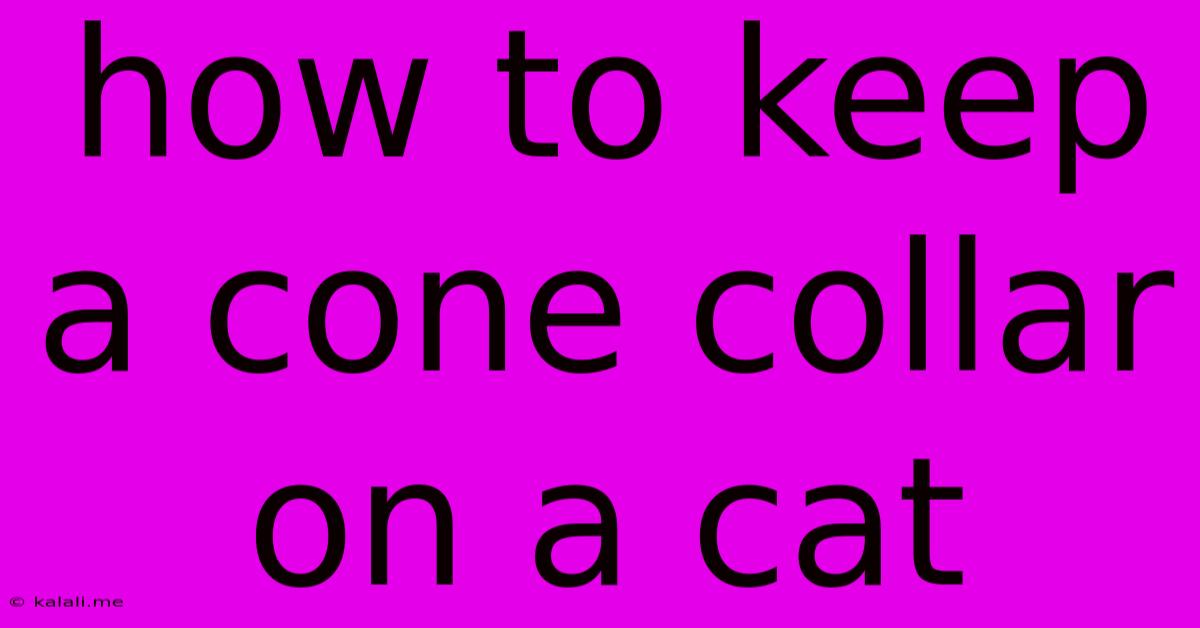 How To Keep A Cone Collar On A Cat