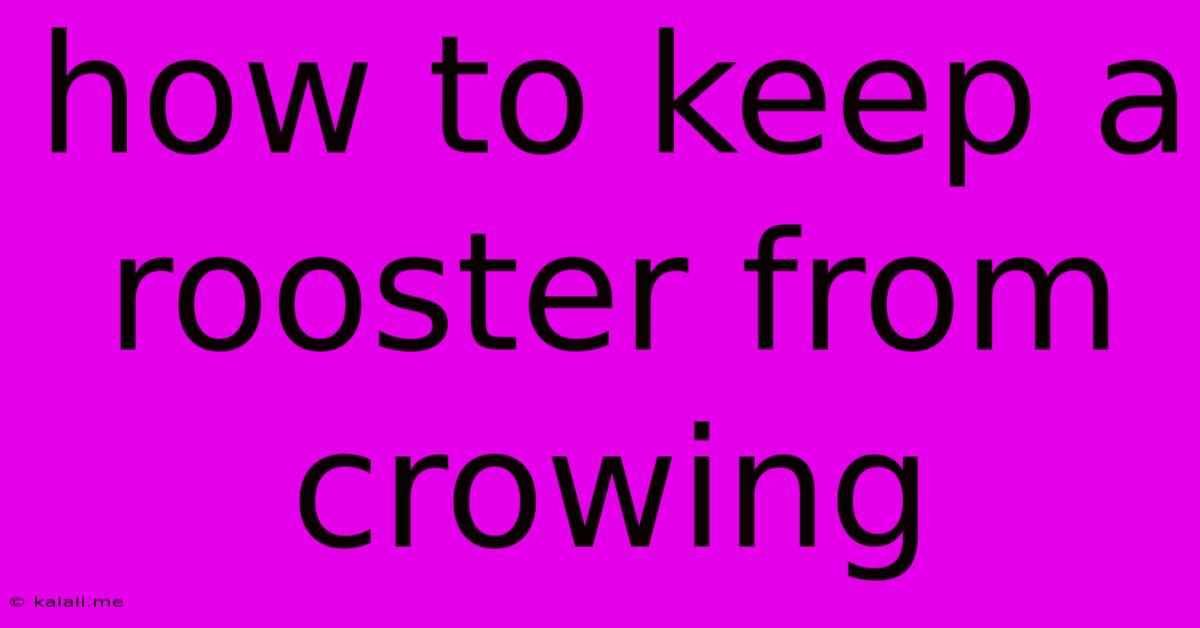 How To Keep A Rooster From Crowing