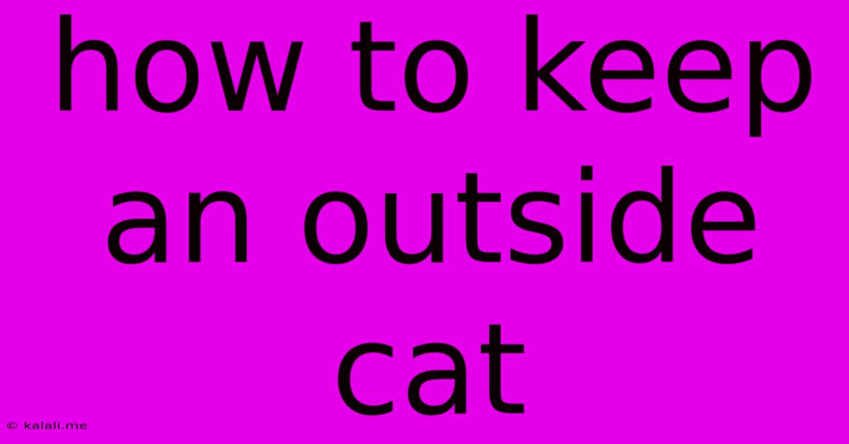 How To Keep An Outside Cat