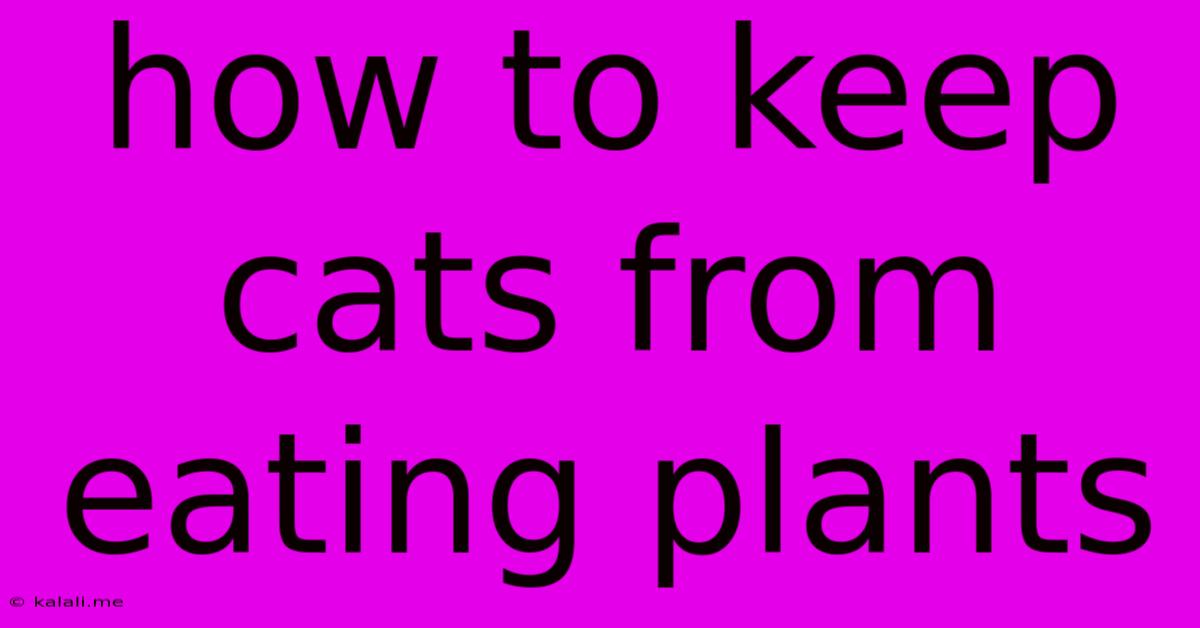 How To Keep Cats From Eating Plants