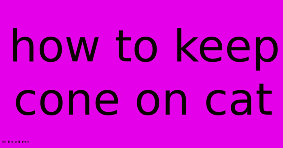 How To Keep Cone On Cat