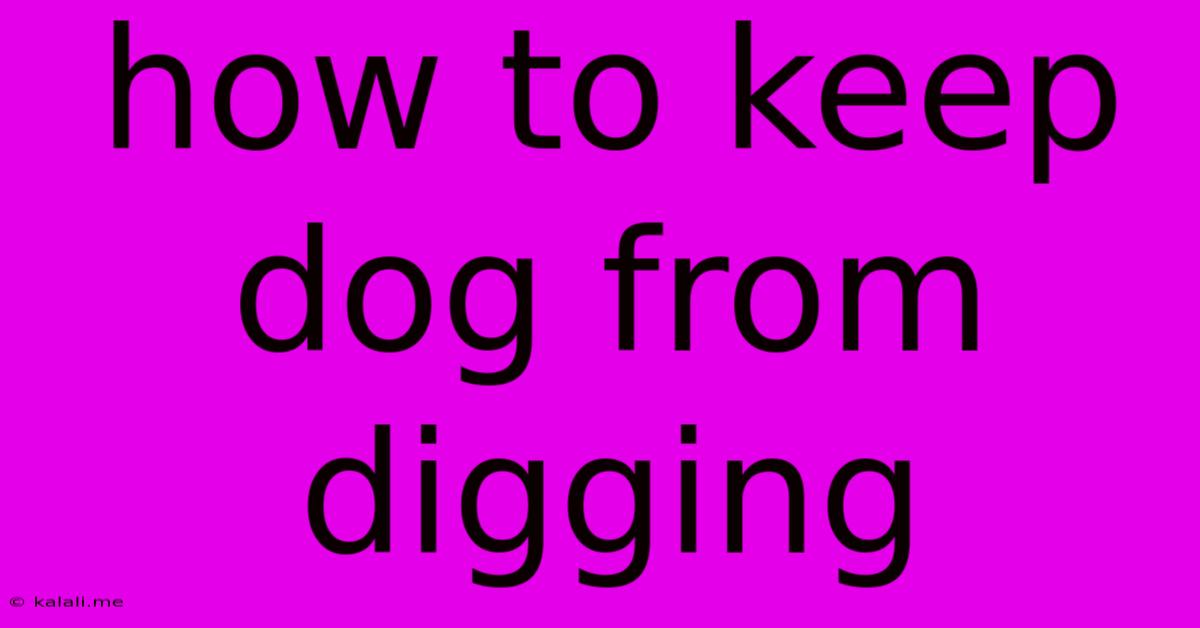How To Keep Dog From Digging