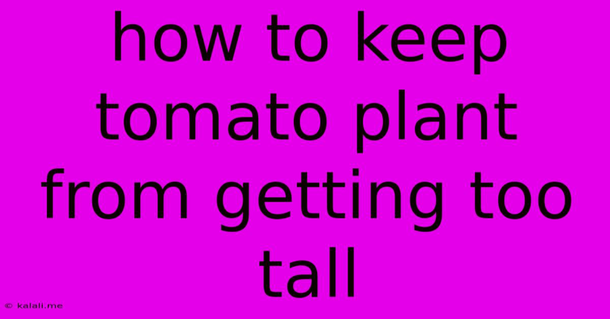 How To Keep Tomato Plant From Getting Too Tall