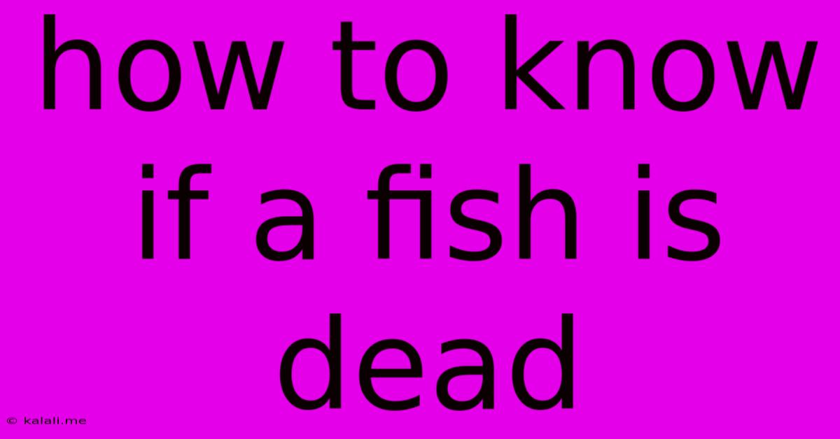 How To Know If A Fish Is Dead