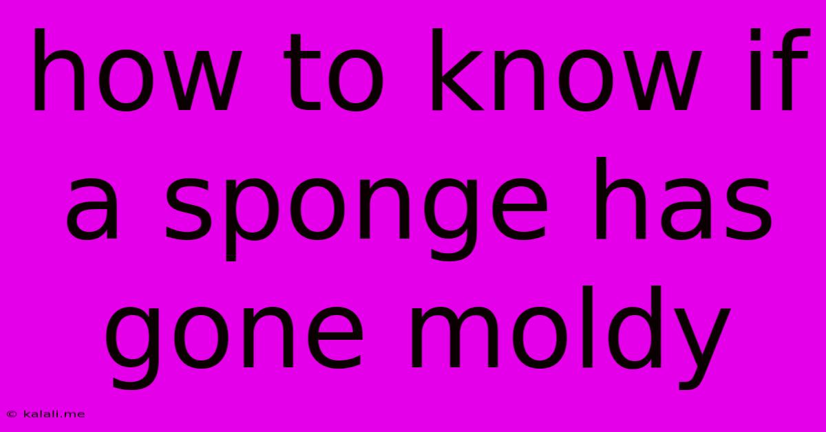 How To Know If A Sponge Has Gone Moldy