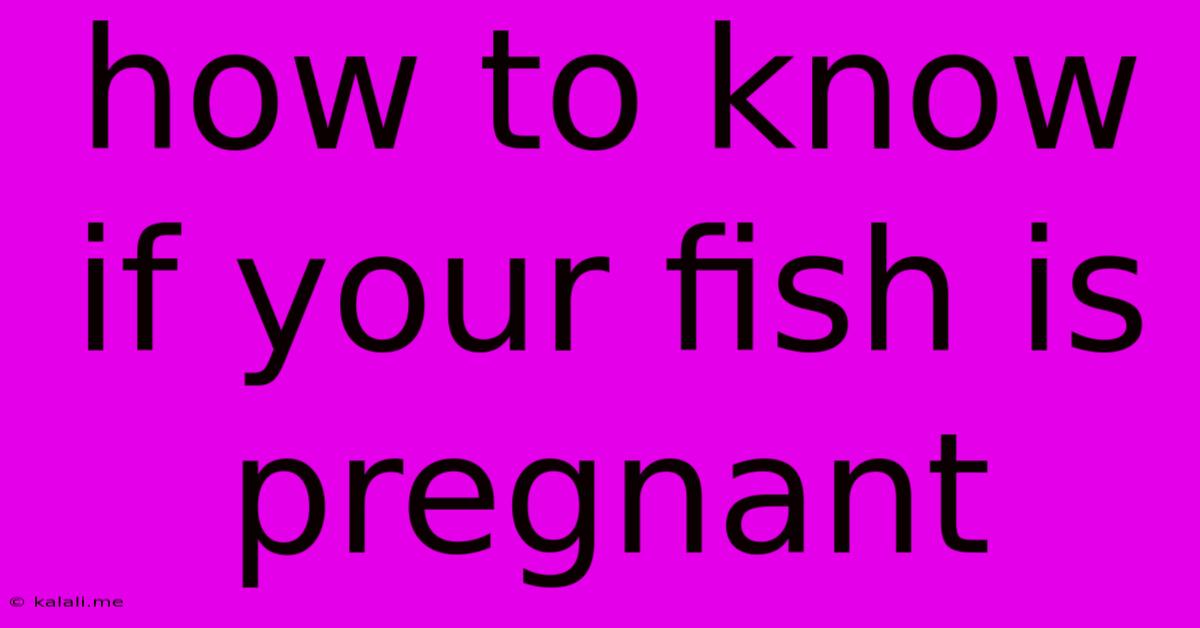 How To Know If Your Fish Is Pregnant