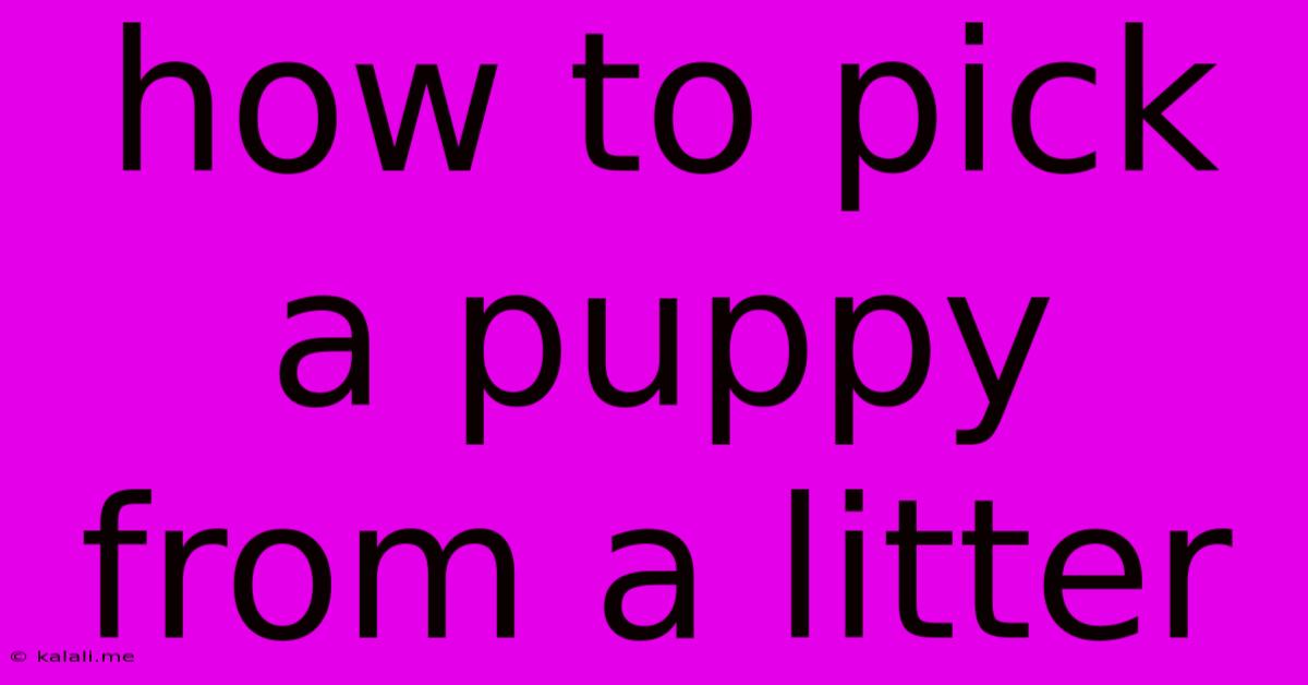 How To Pick A Puppy From A Litter