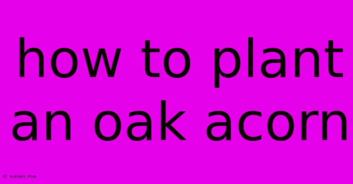 How To Plant An Oak Acorn