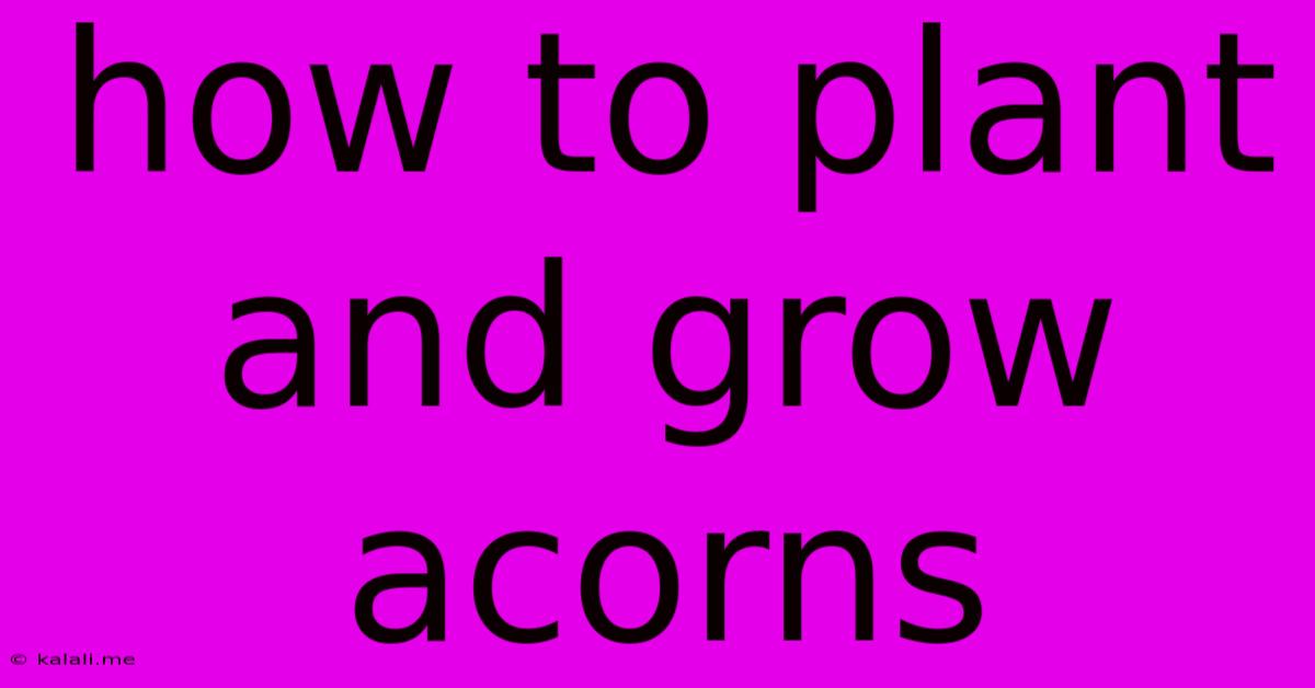 How To Plant And Grow Acorns