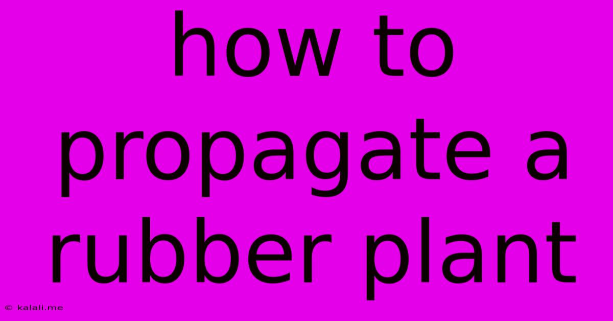 How To Propagate A Rubber Plant