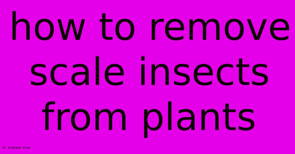 How To Remove Scale Insects From Plants