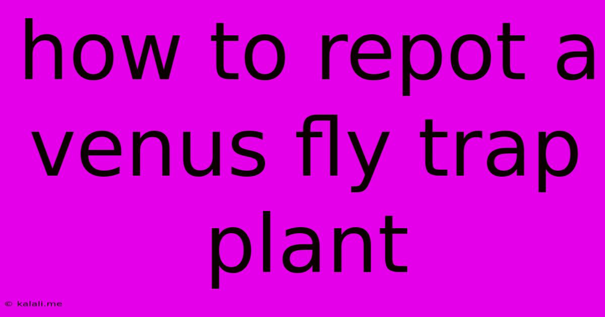 How To Repot A Venus Fly Trap Plant