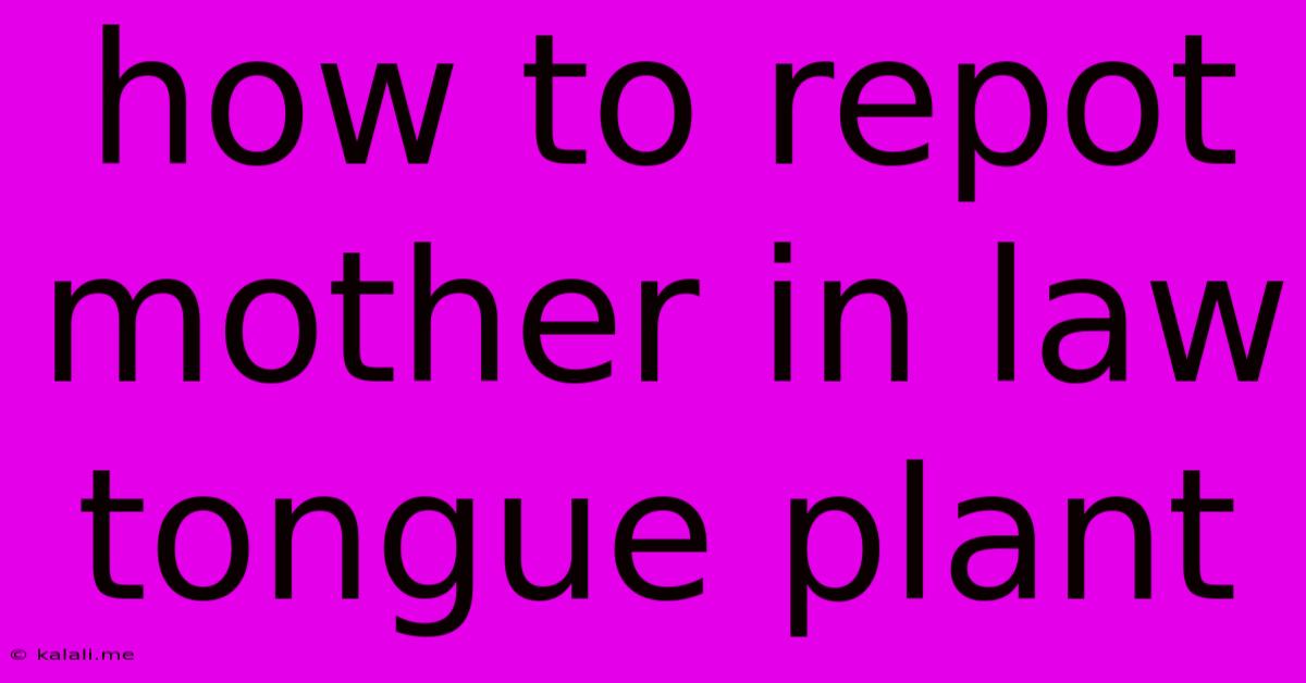 How To Repot Mother In Law Tongue Plant