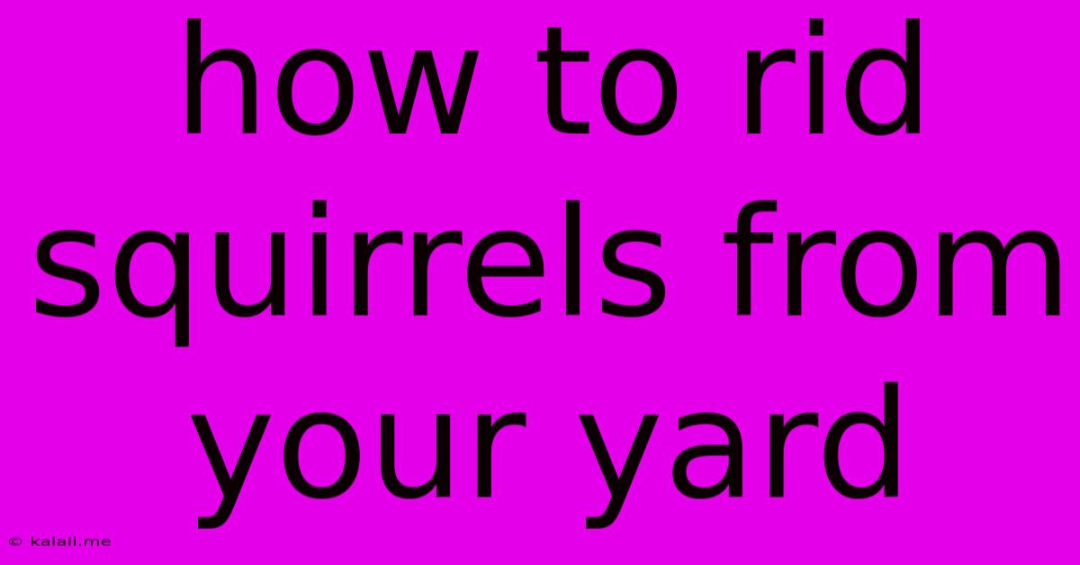 How To Rid Squirrels From Your Yard