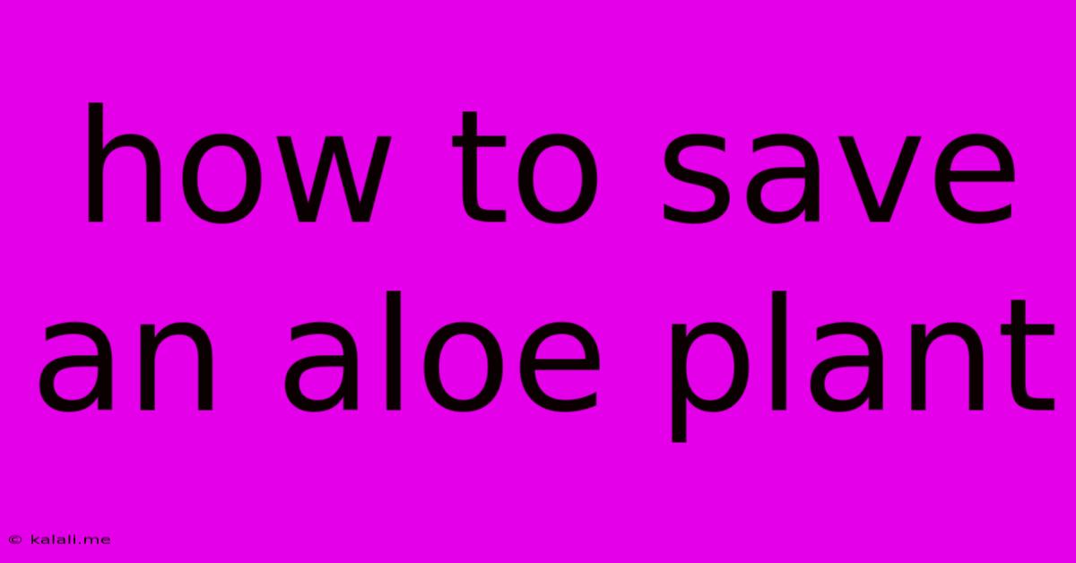 How To Save An Aloe Plant