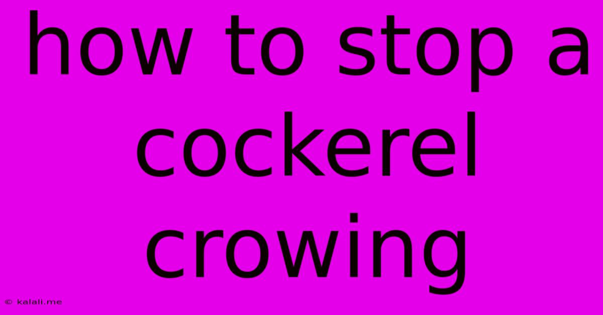 How To Stop A Cockerel Crowing