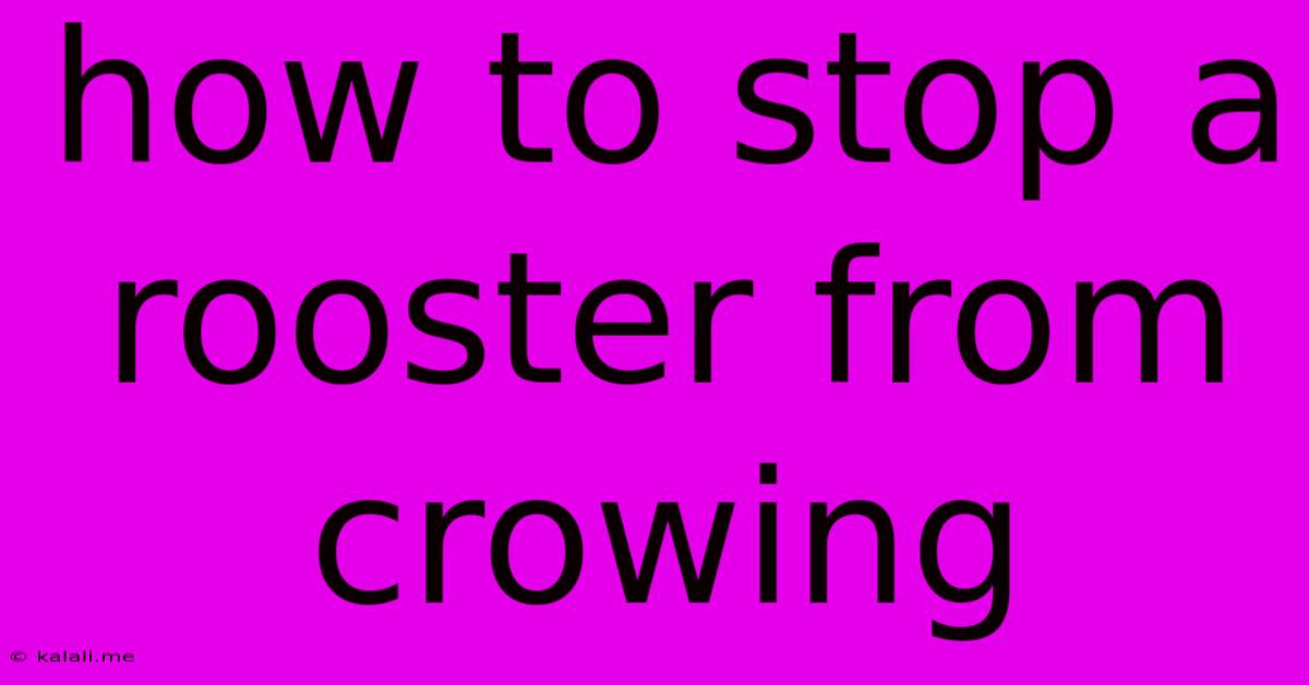 How To Stop A Rooster From Crowing