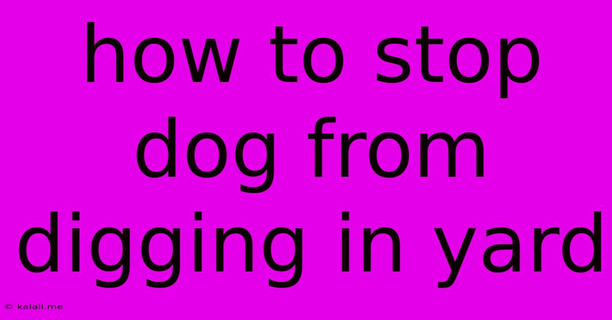 How To Stop Dog From Digging In Yard