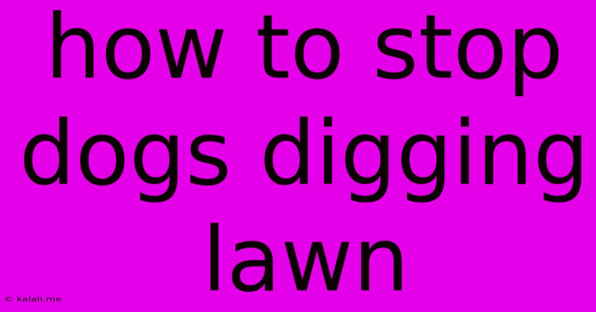 How To Stop Dogs Digging Lawn
