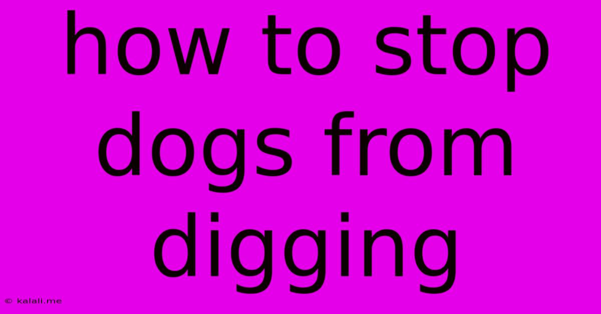 How To Stop Dogs From Digging
