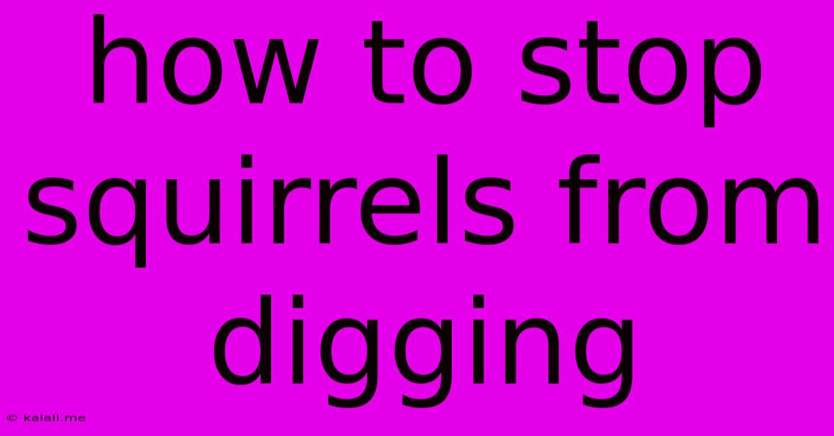 How To Stop Squirrels From Digging