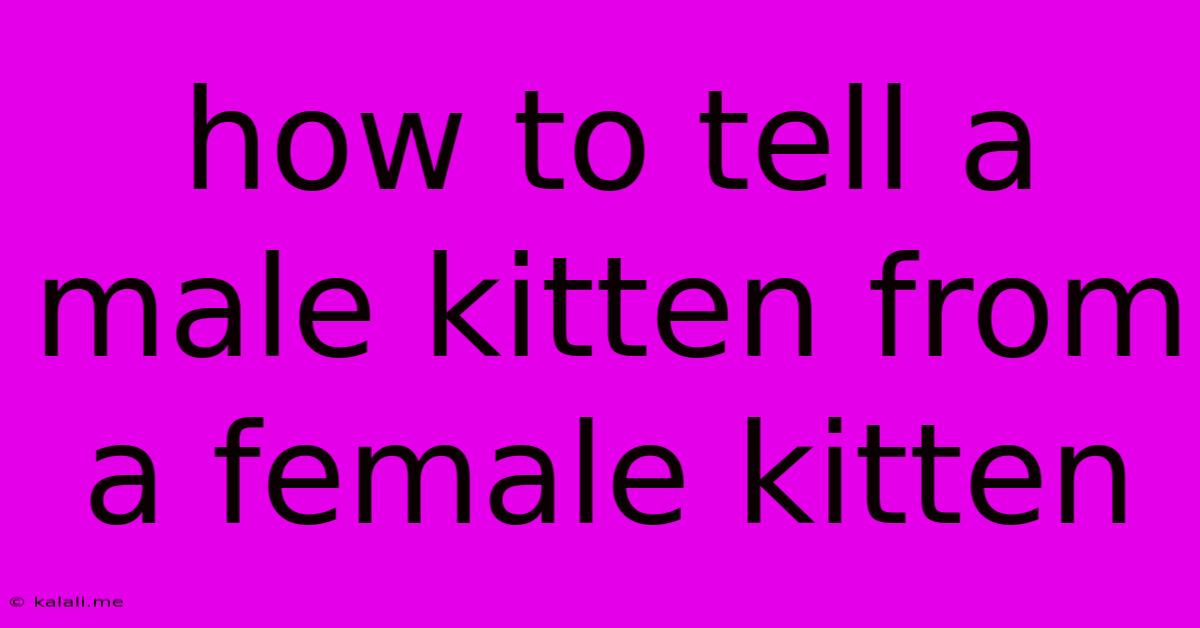 How To Tell A Male Kitten From A Female Kitten
