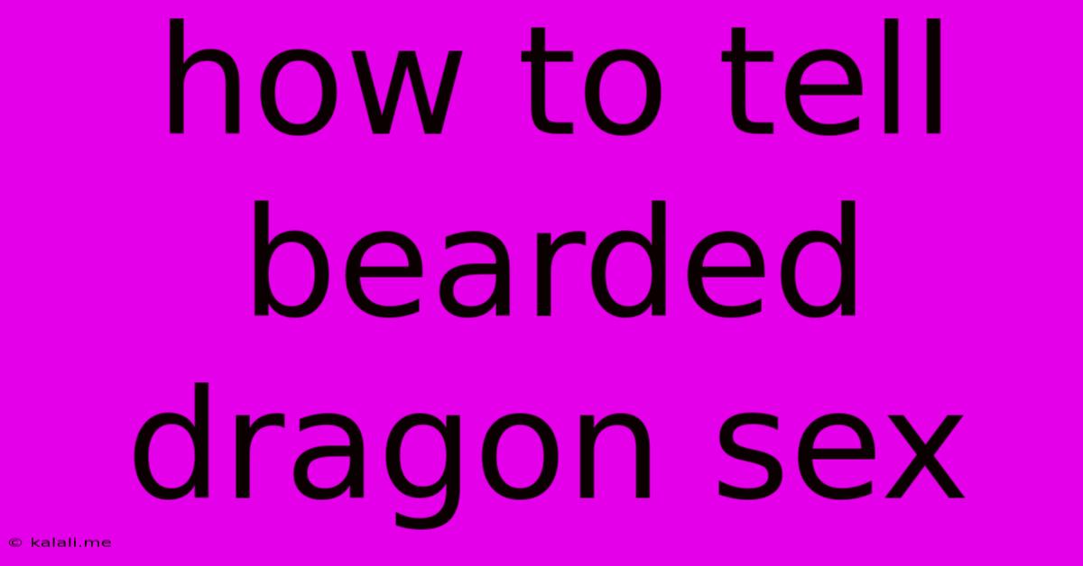 How To Tell Bearded Dragon Sex