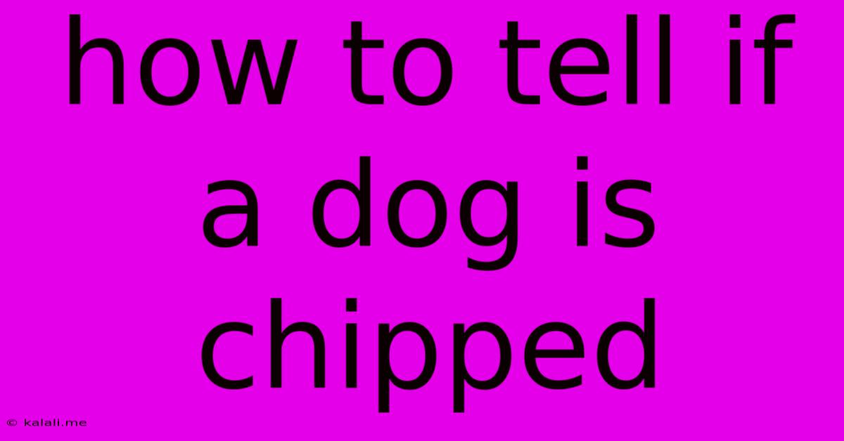 How To Tell If A Dog Is Chipped