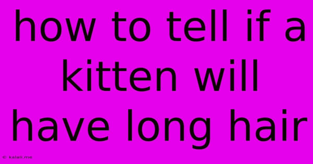 How To Tell If A Kitten Will Have Long Hair