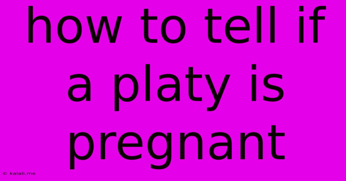 How To Tell If A Platy Is Pregnant