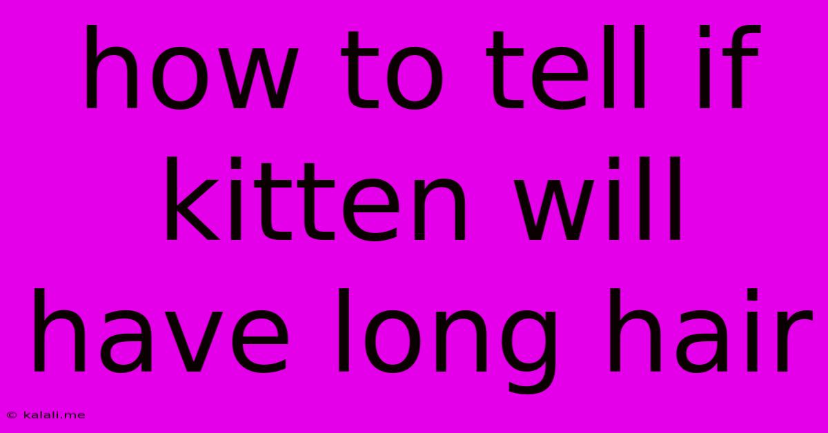 How To Tell If Kitten Will Have Long Hair