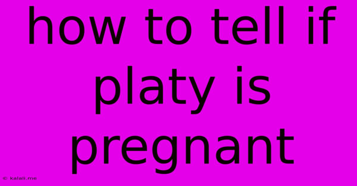 How To Tell If Platy Is Pregnant