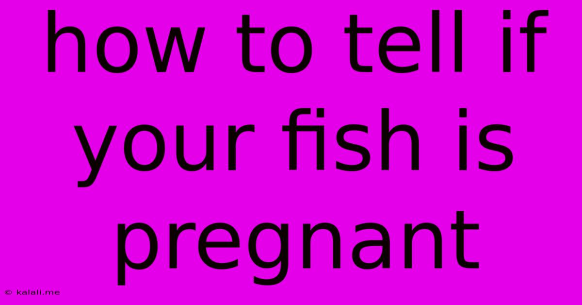How To Tell If Your Fish Is Pregnant