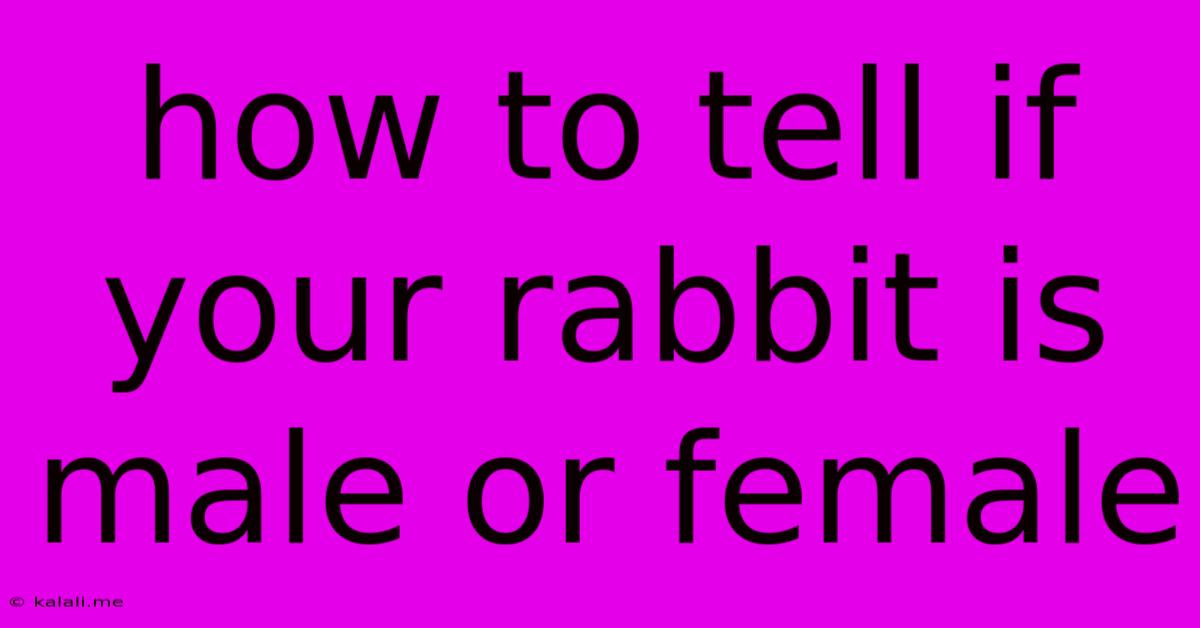 How To Tell If Your Rabbit Is Male Or Female