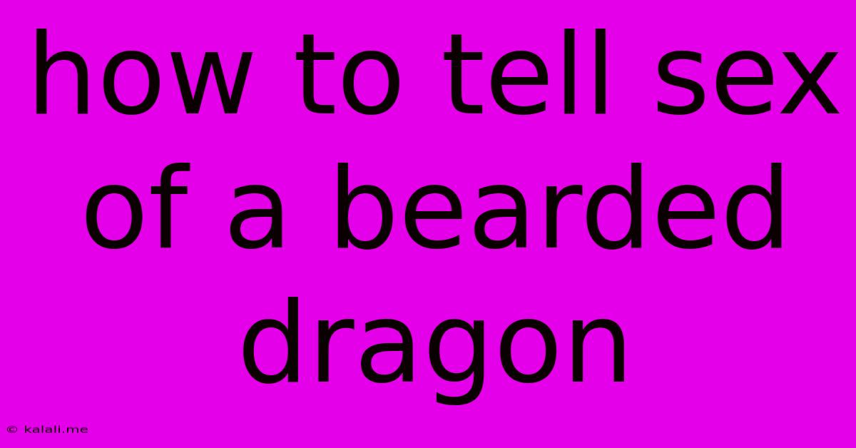 How To Tell Sex Of A Bearded Dragon