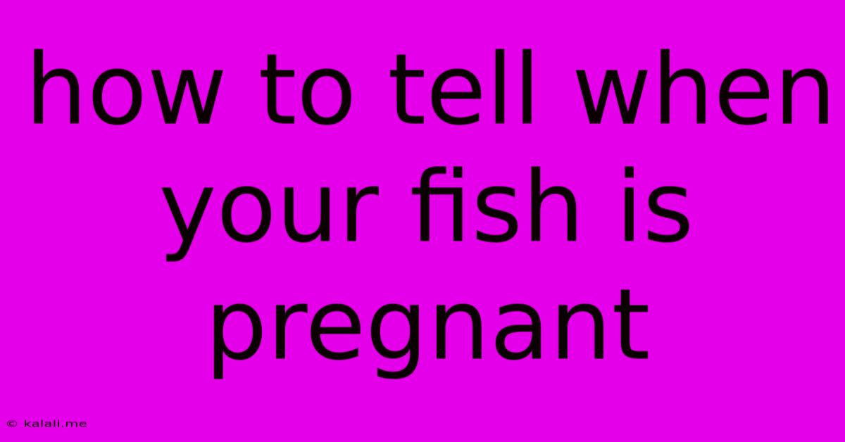 How To Tell When Your Fish Is Pregnant