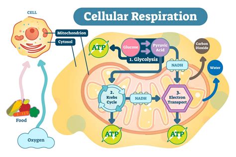 How Will Cellular Respiration Affect Oxygen Levels