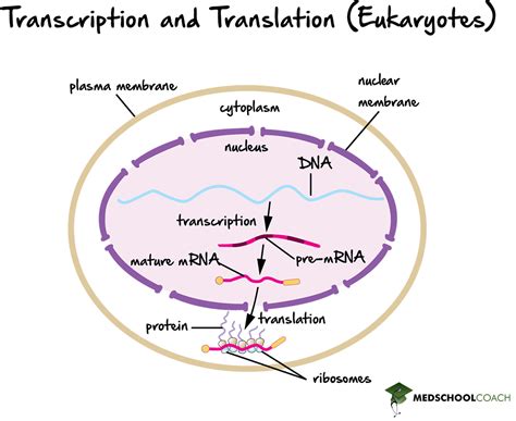 In Eukaryotes Transcription Takes Place In The