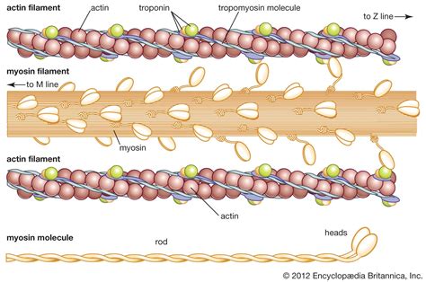 In Fully Contracted Muscles The Actin Filaments Lie Side-by-side.