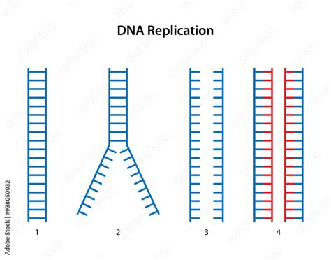 In The Process Of Dna Replication Bonds Are Broken Between