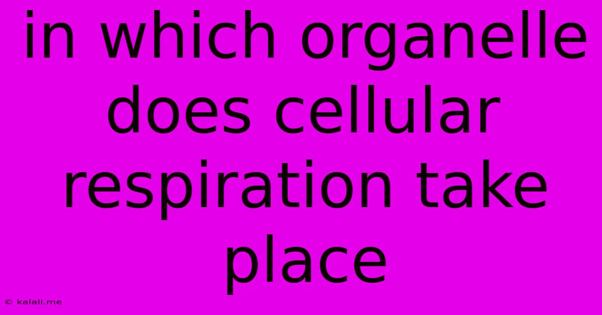In Which Organelle Does Cellular Respiration Take Place